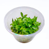 Suikerolehti, In Vitro (Staurogyne repens)