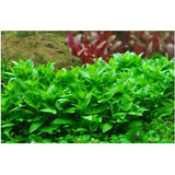 Suikerolehti, In Vitro (Staurogyne repens)