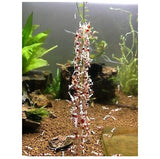 Shrimp Stick -raputikkari, siitepöly 10 kpl