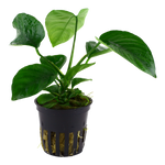 Soikeakeihäslehti (Anubias barteri var. caladiifolia)