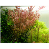 Hentorotala (Rotala rotundifolia)