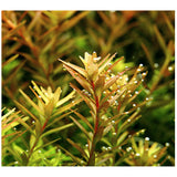 Hentorotala (Rotala rotundifolia)