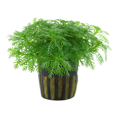 Vesisulka, 1-2-Grow! (Hottonia palustris)