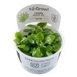 Punanuottaruoho 'Mini' (Lobelia cardinalis 'Mini') 1-2-Grow!