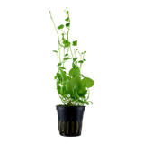 Pennilehti (Cardamine lyrata)