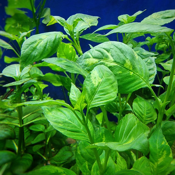 Jättivesitähdikki 'Variegata' (Hygrophila corymbosa 'Variegata')