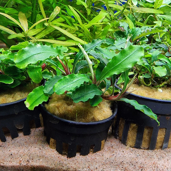 Bucephalandra sp. 'Green Velvet'