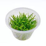 Brasiliankääpiöruoho, In Vitro (Lilaeopsis brasiliensis)