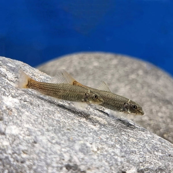 Hehkuimubarbi (Garra panitvongi)