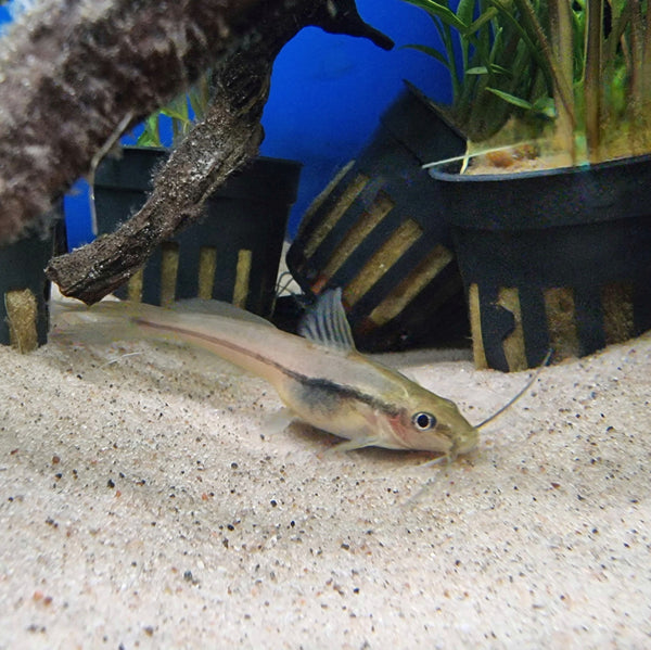 Siropimelolaji (Pimelodella spp.)