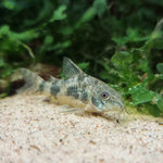 Täplämonninen (Hoplisoma paleatus)