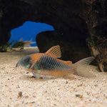 Venezuelanmonninen (Osteogaster venezuelanus)