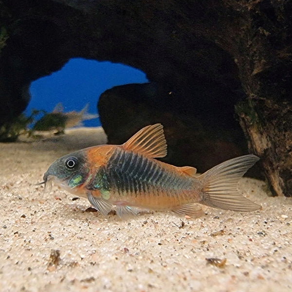 Venezuelanmonninen (Osteogaster venezuelanus)