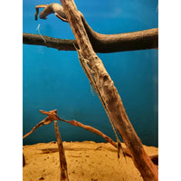 Sironokkamonni (Farlowella gracilis)