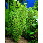 Brasilianärviä (Myriophyllum brasiliensis)