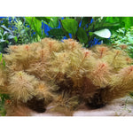 Sulkaärviä 'Red' (Myriophyllum mattogrossense)