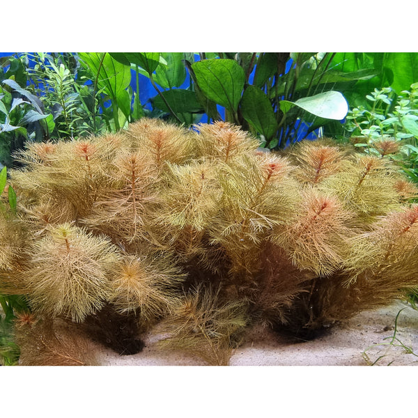 Sulkaärviä 'Red' (Myriophyllum mattogrossense)
