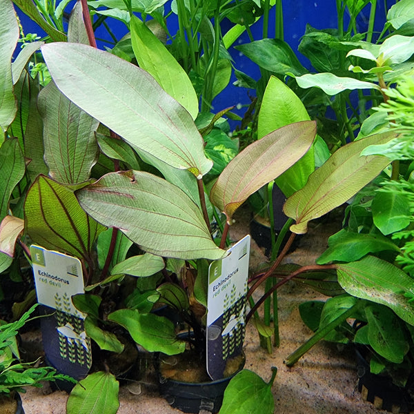 Vesimiekkalaji 'Red Devil' (Echinodorus 'Red Devil')