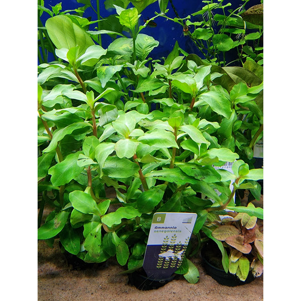 Kuparikonjakkikasvi (Ammannia senegalensis)