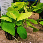 Kääpiökeihäslehti 'Golden' (Anubias barteri var nana 'Golden')