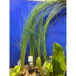 Luikkalaji (Eleocharis montevidensis)