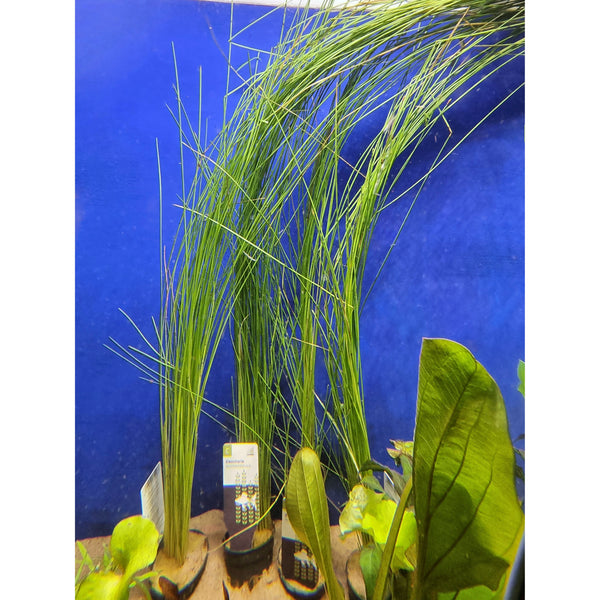 Luikkalaji (Eleocharis montevidensis)