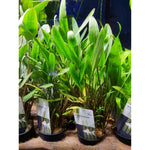 Kääpiömelalehti (Cryptocoryne x willisii / lucens / nevillii)