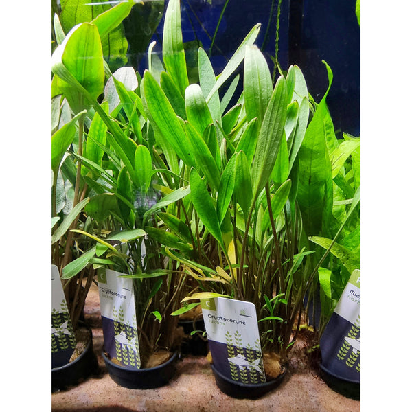 Kääpiömelalehti (Cryptocoryne x willisii / lucens / nevillii)
