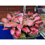 Pitsilehti 'Forest Flame' (Fittonia 'Forest Flame')