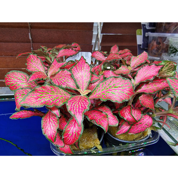 Pitsilehti 'Forest Flame' (Fittonia 'Forest Flame')