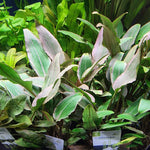 Ruskomelalehti 'Red' (Cryptocoryne wendtii 'Red')