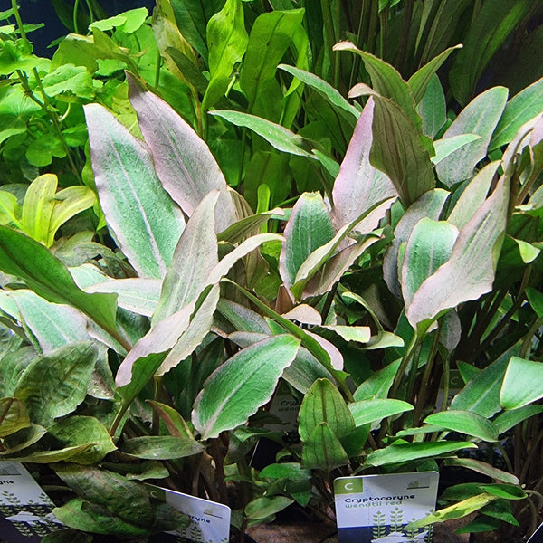 Ruskomelalehti 'Red' (Cryptocoryne wendtii 'Red')