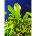 Vesimiekkalaji 'Phyton' (Echinodorus 'Phyton')