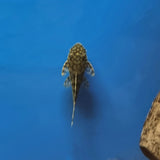 Kennopartamonni L-519 (Ancistrus sp. 'Rio Itenez')