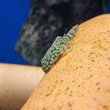 Kennopartamonni L-519 (Ancistrus sp. 'Rio Itenez')