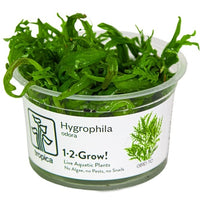 Vesitähdikkilaji, 1-2-Grow! (Hygrophila odora)