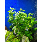 Luhtarusolehti 'Green' (Ludwigia palustris)
