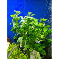 Luhtarusolehti 'Green' (Ludwigia palustris)