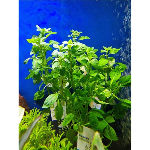 Luhtarusolehti 'Green' (Ludwigia palustris)
