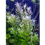 Punarotala 'Green' (Rotala macrandra 'Green')