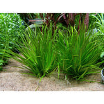 Hentonauharuoho (Blyxa japonica)