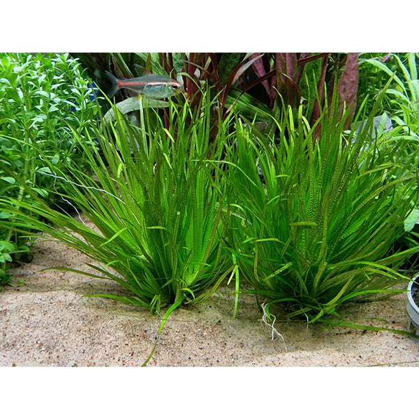 Hentonauharuoho (Blyxa japonica)