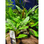 Aaltomelalehti (Cryptocoryne undulata)