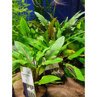 Aaltomelalehti (Cryptocoryne undulata)