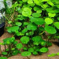 Viitasammakonputki (Hydrocotyle vulgaris)