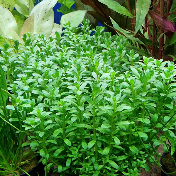 Rotalalaji (Rotala bossii)