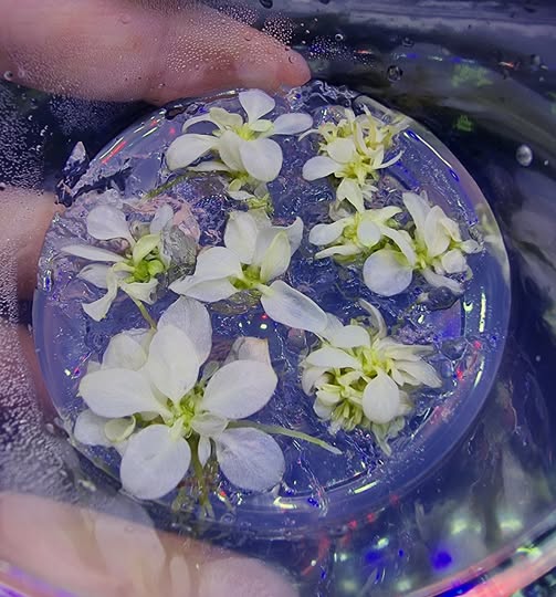 Keihäslehti 'Snow White', In Vitro (Anubias sp. 'Snow White')