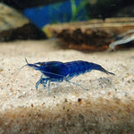 Sukarapu 'Blue Velvet' (Neocaridina davidi)