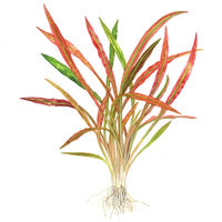 Kierremelalehti 'Red' (Cryptocoryne spiralis)