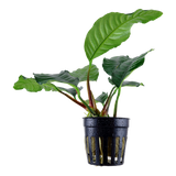 Kahvikeihäslehti (Anubias barteri var. coffeefolia)